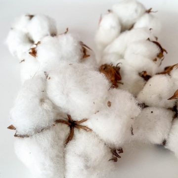 Suszki kwiat bawełny, 3 szt.