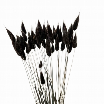 Suszki lagurus czarny...