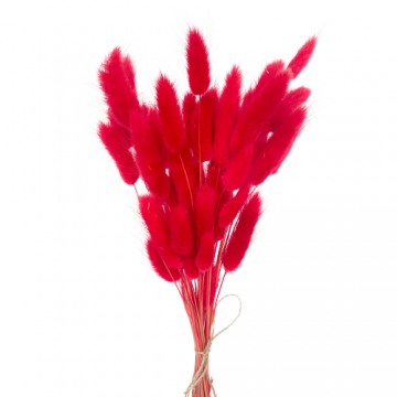 Suszki lagurus czerwony...