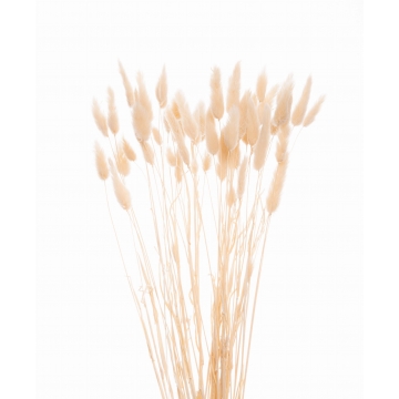 Suszki lagurus biały...