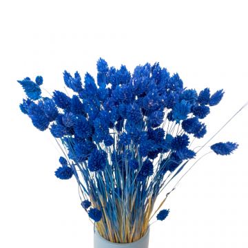 Suszki Phalaris kanar...