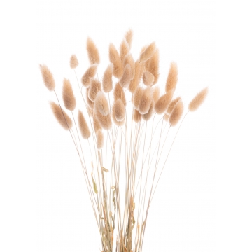 Suszki lagurus ciemny...