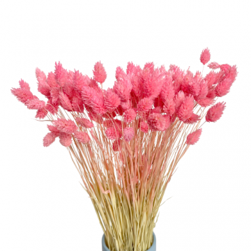 Suszki Phalaris kanar...