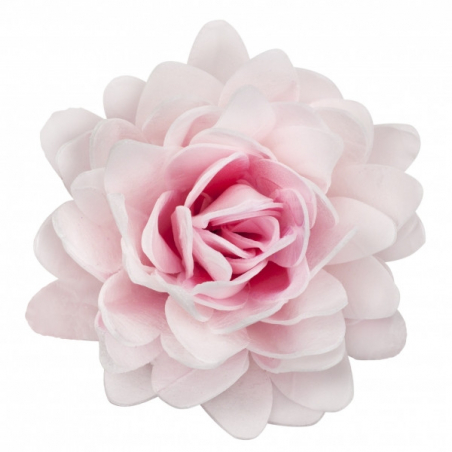 Kwiat waflowy Aster peoniowy duży różowy