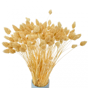 Suszki Phalaris kanar...