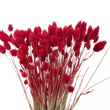 Suszki Phalaris kanar...