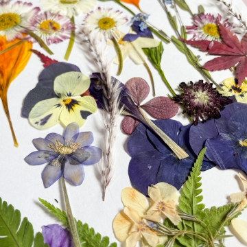 Suszki Kwiaty prasowane...