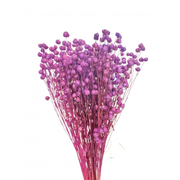 Suszki len suszony...