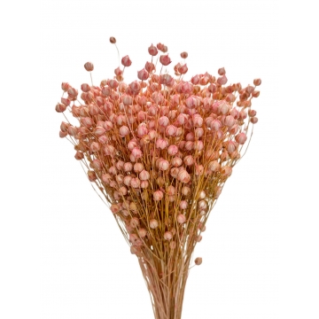 Suszki len suszony...