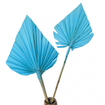 Suszki Liść palmowy...