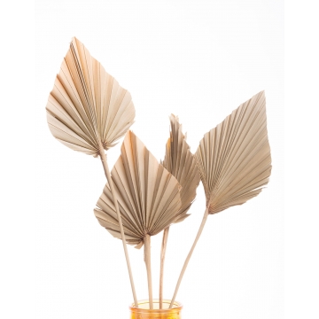 Suszki Liść palmowy...