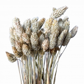 Suszki Phalaris kanar...