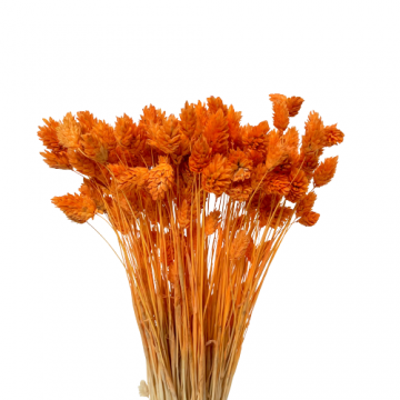 Suszki Phalaris kanar...