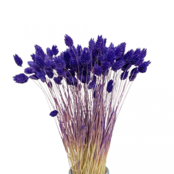 Suszki Phalaris kanar...