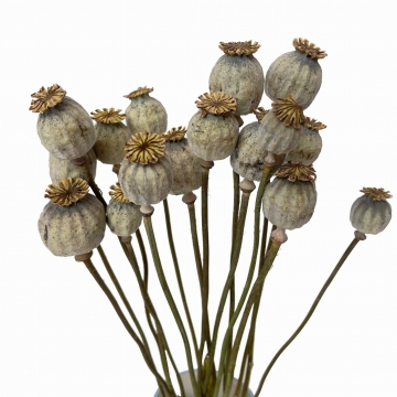 Suszki makówki naturalne,...