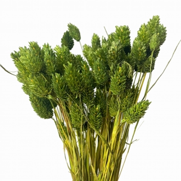 Suszki Phalaris kanar...