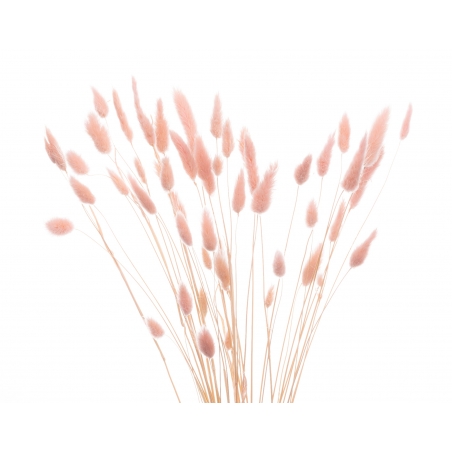 Suszki lagurus różowy pudrowy, pęczek