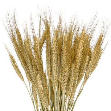 Suszki pszenżyto naturalne,...