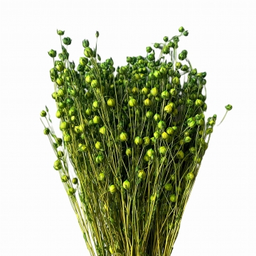 Suszki len suszony zielony,...