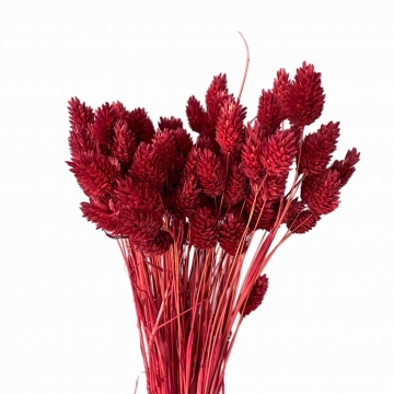 Suszki Phalaris kanar...