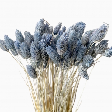 Suszki Phalaris kanar...