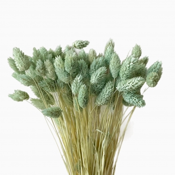 Suszki Phalaris kanar...