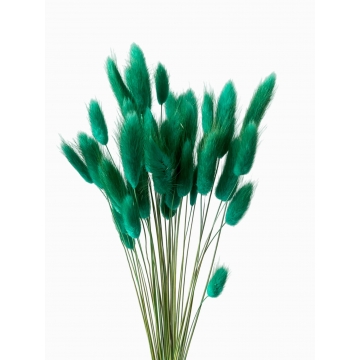 Suszki lagurus niebieski...