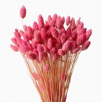 Suszki Phalaris kanar...