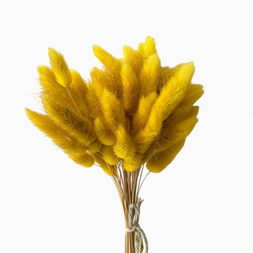 Suszki lagurus żółty...