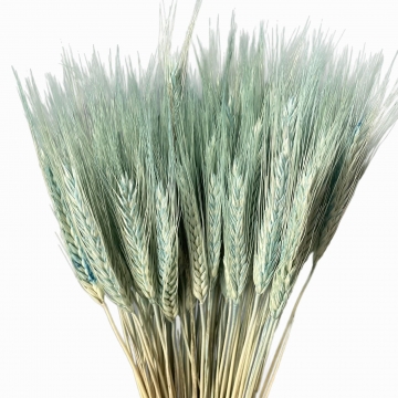 Suszki pszenżyto...