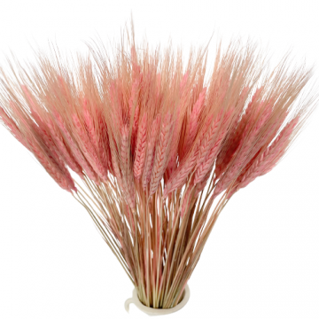 Suszki pszenżyto różowe,...