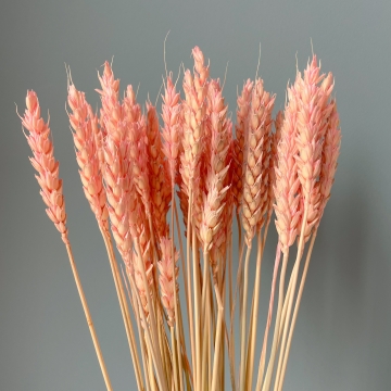 Suszki pszenica różowa, pęczek