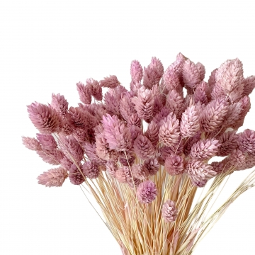 Suszki Phalaris kanar...