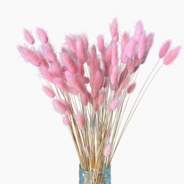 Suszki lagurus różowy...