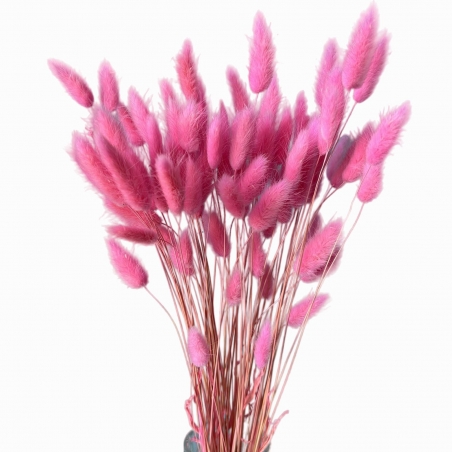 Suszki lagurus różowy hot pink dmuszek jajowaty, pęczek