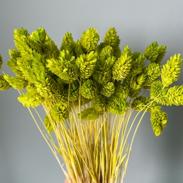 Suszki Phalaris kanar...