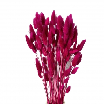 Suszki lagurus różowy...