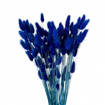 Suszki lagurus niebieski...