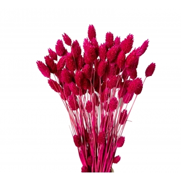 Suszki Phalaris kanar...