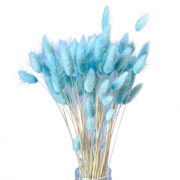 Suszki Lagurus Light Blue...