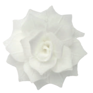 Waflowa róża rozalia biała,...