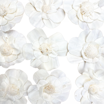 Suszki Shola biała, 10 szt.