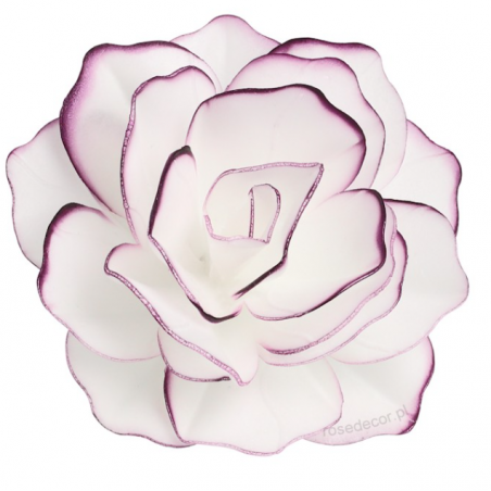 Róża pastella waflowa, perłowa z fioletową obwódką