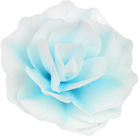 Róża pastella waflowa, błękitna