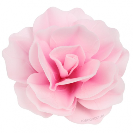 Róża pastella waflowa, jasnoróżowa