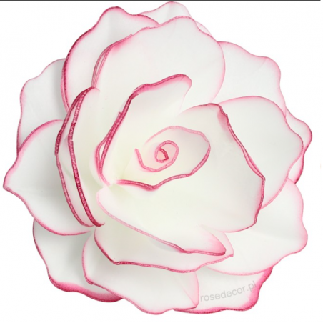 Róża pastella waflowa, perłowa z różową obwódką