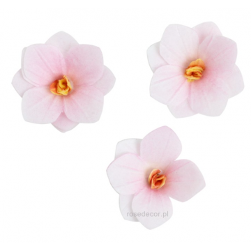 Waflowa hortensja...