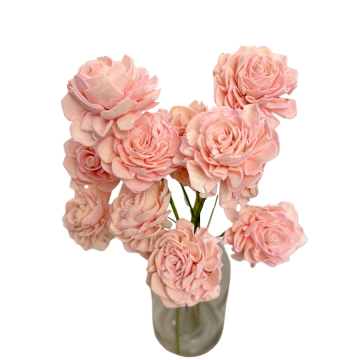 Suszki dalia shola...