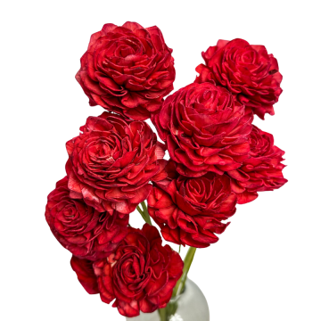 Suszki dalia shola...