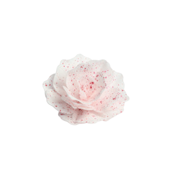 Róża pastella waflowa,...
